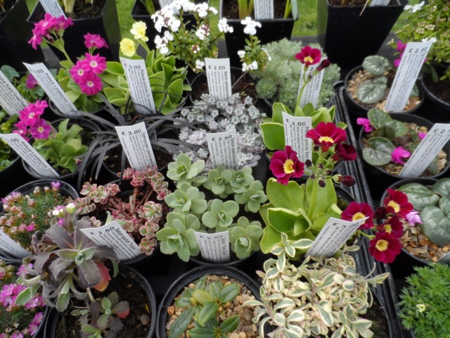 plant fair